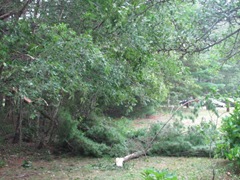 2011 Hurricane Irene downed pine branches3