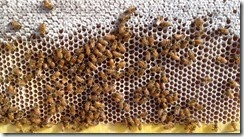 Copy of bees working frame