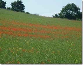 poppy-field-near-polesworth_thumb