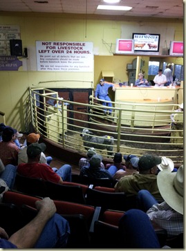 Nacogdoches livestock auction (2)