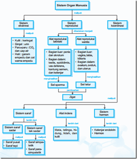Peta Konsep Sistem Pernapasan Manusia - Homecare24