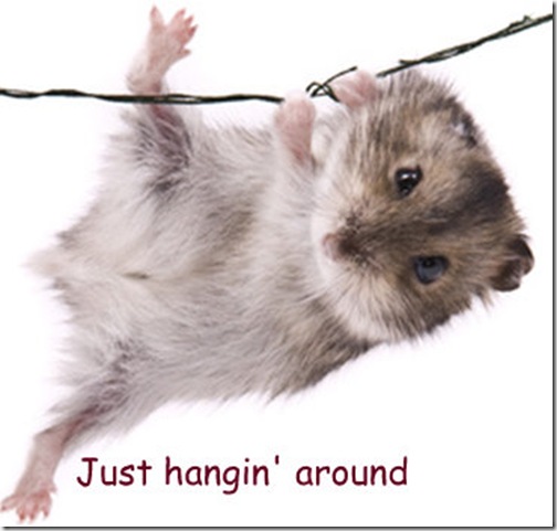 mouse-just-hanging-around (Small)