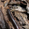 Millipede