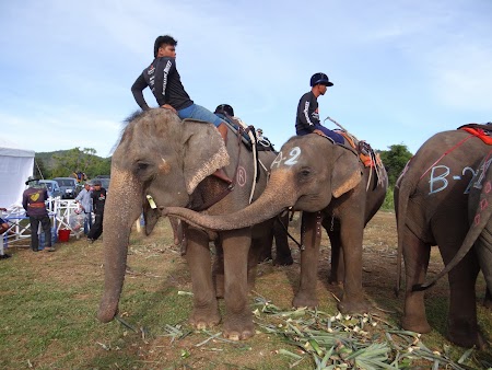 04. Elefanti thailandezi.JPG