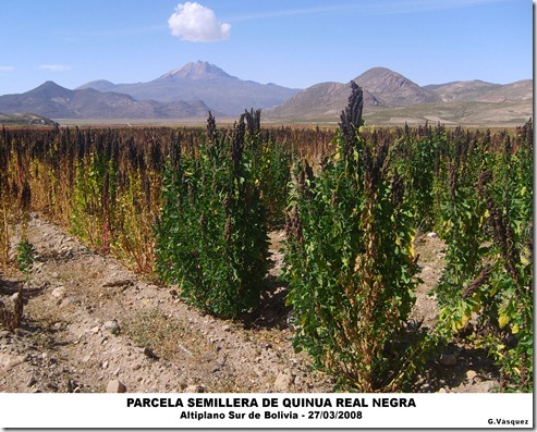 Parcela semillera de Quinua Real Negra-Altiplano Sur de Boliva-G. Vásquez-Laquinua.blogspot.com