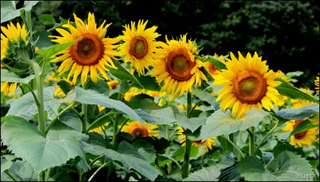 Burts Farm sunflowers, Dawsonville, GA