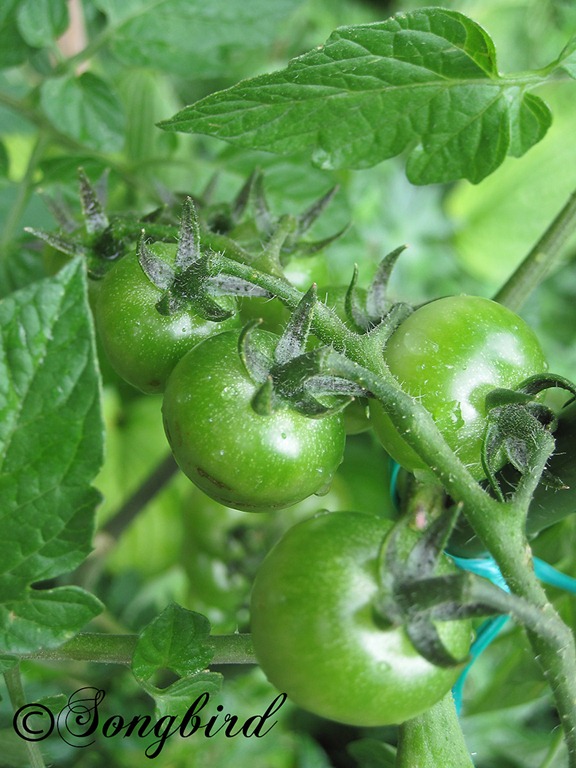 [Green-Tomatoes-Garden7.jpg]