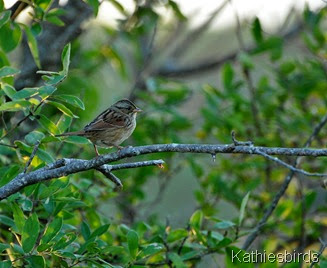 9. swamp sparrow-kab