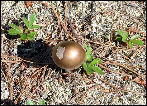 10 - golden mushroom