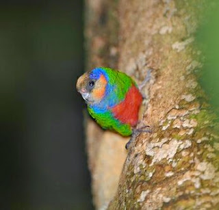Jenis Burung Terkecil di Dunia burung terkecil di dunia