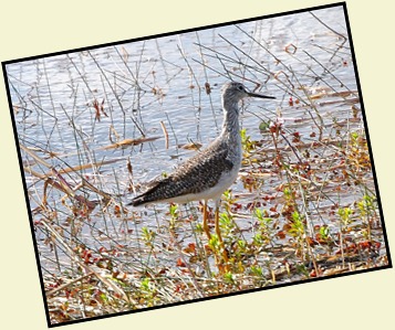 13d2 - Ride back to visitor center - Lesser Yellowlegs