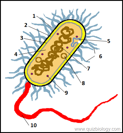 Multiple Choice Diagram Quiz on Bacterial Cell