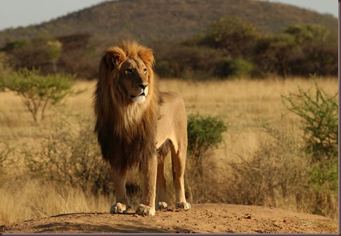 Amazing Animals Pictures Lion  (11)