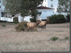 P1020367_resize - Elk at The Stanley Hotel - 9-10-12