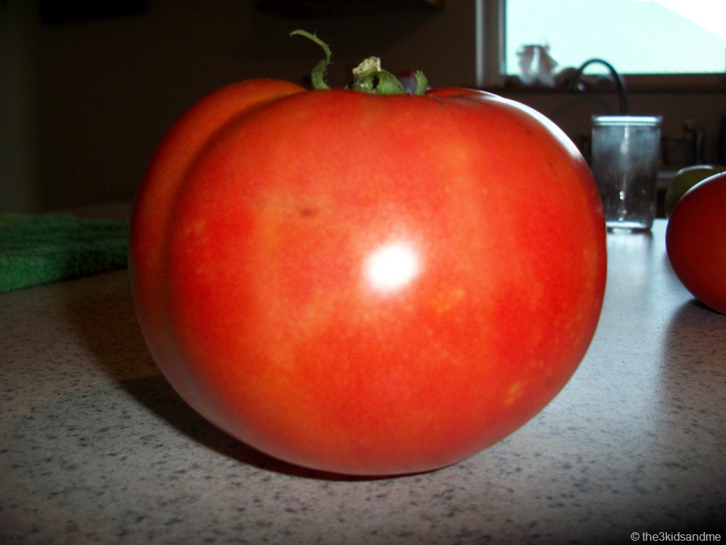 [Rachs-Tomato-25.jpg]