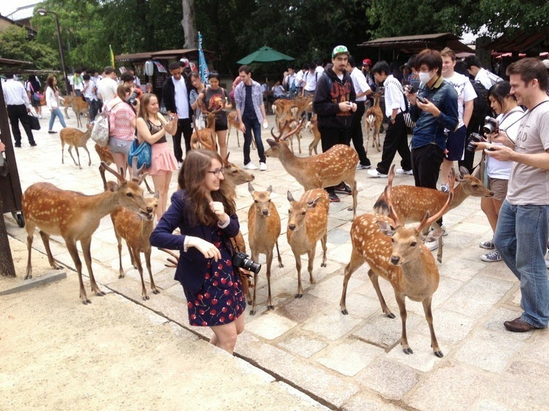 nara-deer-3