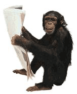 gifs animados de chimpance (8)