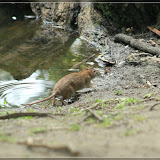 Vierbeiner gibts hier auch