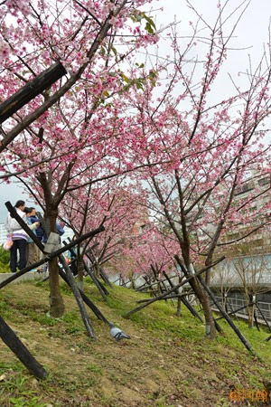 0202 047 -  內溝溪賞櫻步道