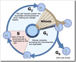 cell cycle