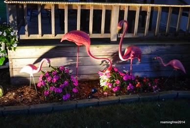 Danny's flamingo garden