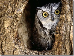 Owl-owls-31450187-1600-1200