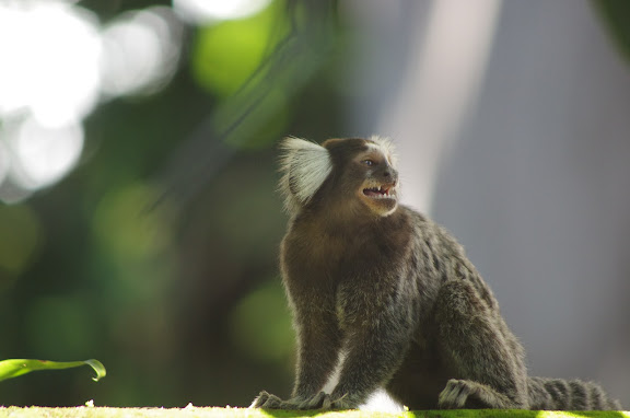Ouistiti : Callithrix jacchus LINNAEUS, 1758. Paraty (RJ). 5 février 2012. Photo : J.-M. Gayman
