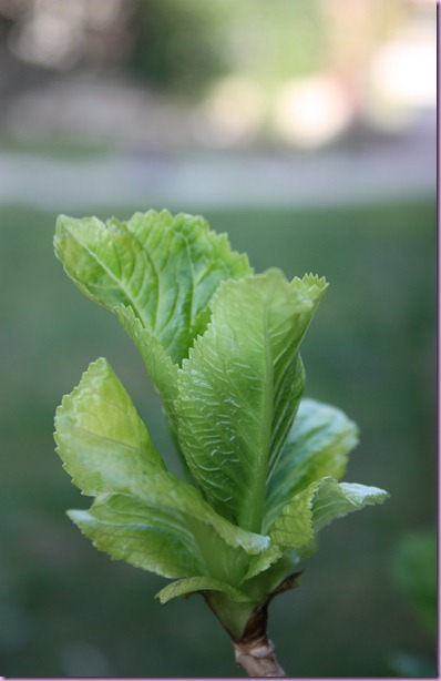 ortensie germogli (8)