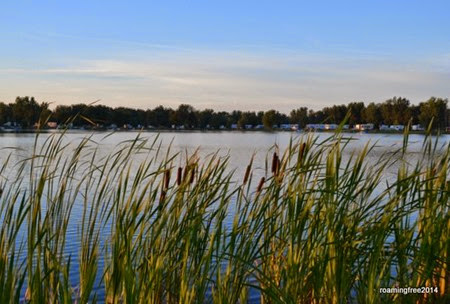 Cattails along the lake