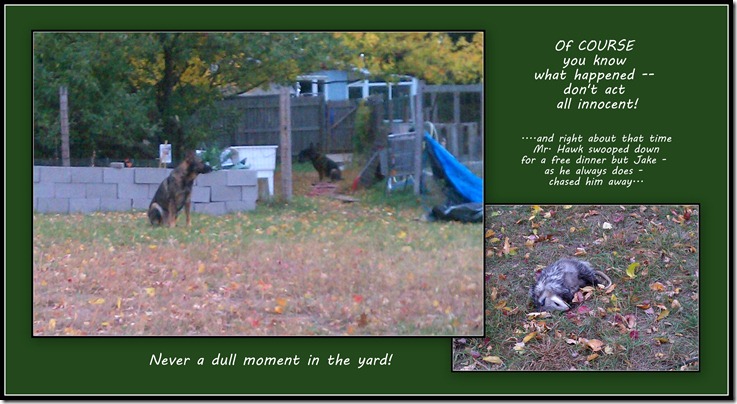 2012.10 - Dead possum in the middle of the yard