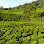 Plantacje herbaty – BOH – Sungai Palas Tea Estate