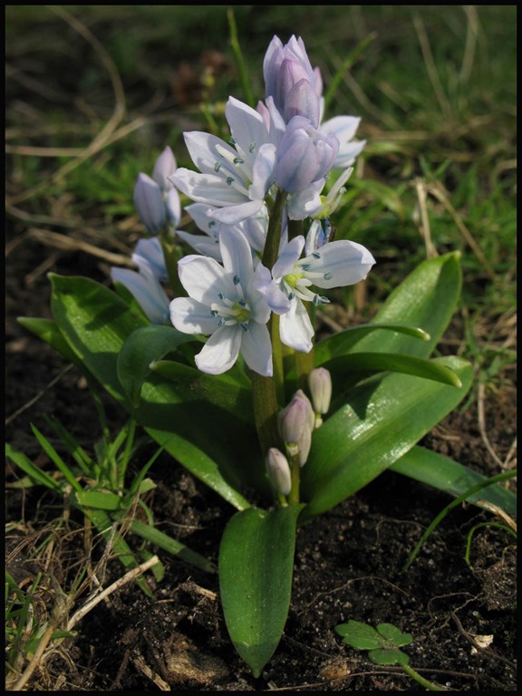 [0231Scilla3.jpg]