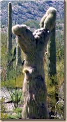 Is this a Crested Saguaro?