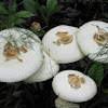 Green gill mushrooms