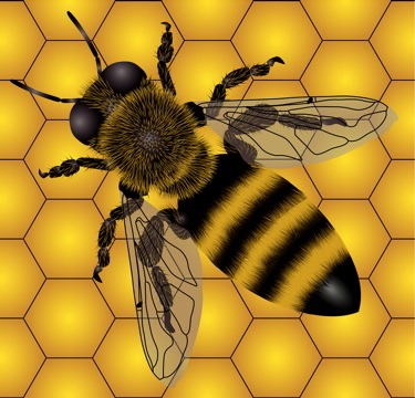 [honey-bee-mock-comb%255B5%255D.jpg]