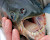 Pacu, The Fish With Very Human Teeth