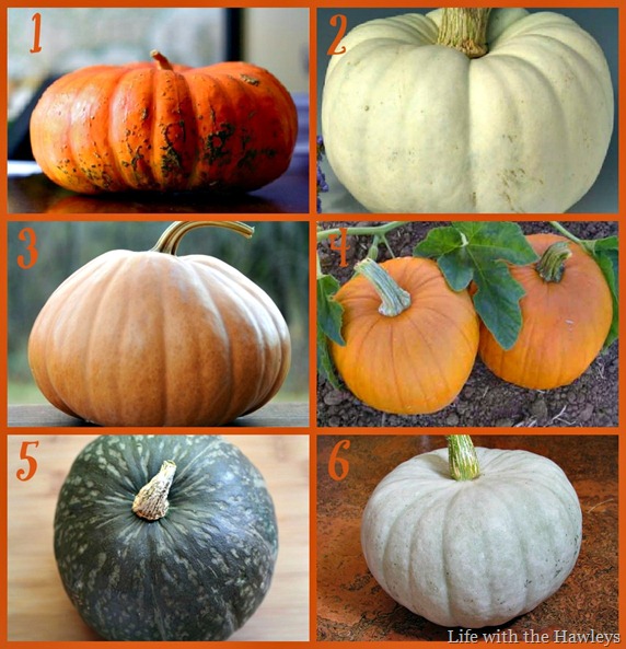 Pumpkin 101 Collage