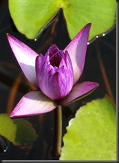 LAVENDER WATER LILY 11