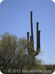 Arizona Spring 2012 131