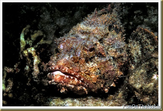 Stonefish Stonefish