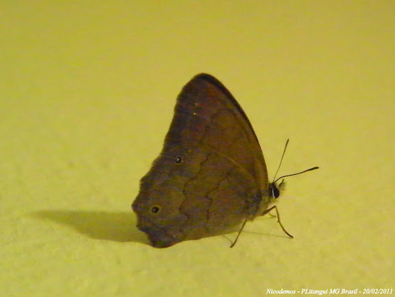 Lépidoptères de Pitangui au Minas Gerais - Satyrinae non identifié. Pitangui (MG, Brésil), 20 février 2011. Photo : Nicodemos Rosa