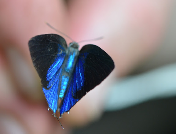 Séjour ALF en Guyane - Novembre 2011 - Ostrinotes tarena HEWITSON, 1874, mâle. Camp Patawa, Montagne de Kaw (Guyane). 15 novembre 2011. Photo : M. Belloin