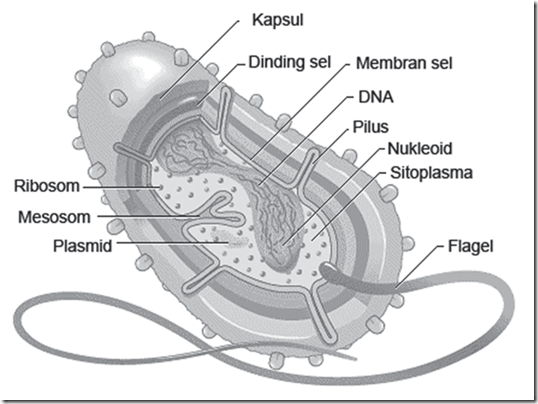 Строение клетки прокариот. Плазмида и нуклеоид различия. Стеролы в составе мембран проеприот. Гайка головы пеногенератора прокар.