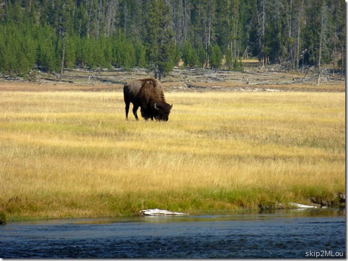 Sept 5, 2012: Bison by the Firehole River at Fountain Flat Drive pulloff