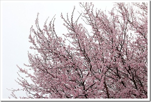 120228_Prunus-cerasifera-Krauter-Vesuvius_16