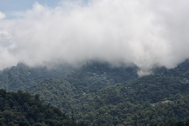 Forêt des nuages, environs de Los Cedros, 1400 m, Montagnes de Toisan, Cordillère de La Plata (Imbabura, Équateur), 18 novembre 2013. Photo : J.-M. Gayman