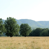 Stejari la iesirea din Horezu catre Targu Jiu