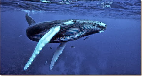 ballena jorobada imagen