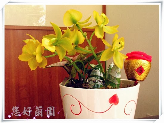黃天鵝蘭盆花