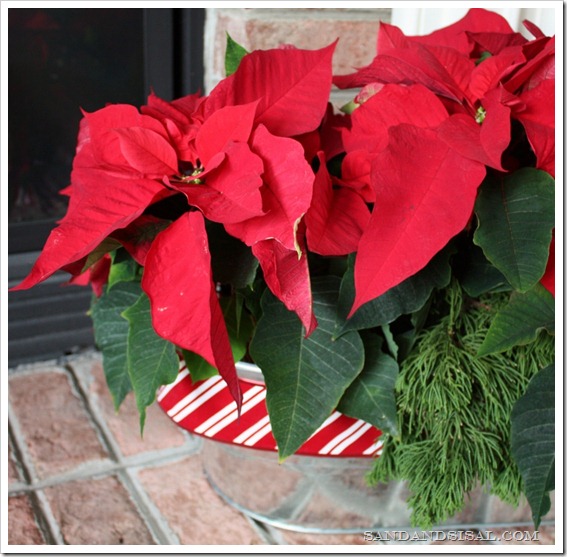 Poinsettia 